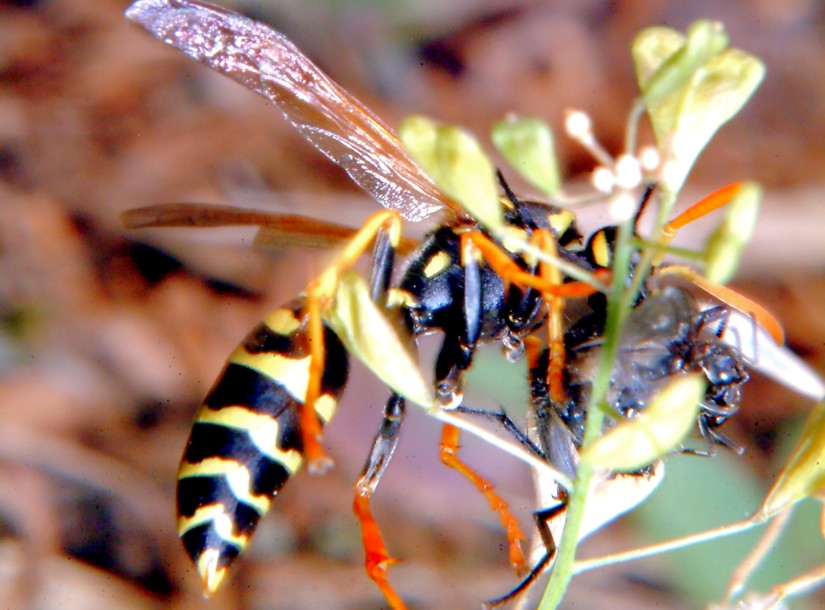 Polistes gallicus